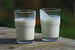 A glass of milk (left) and a glass of buttermilk (right). Author Ukko-wc