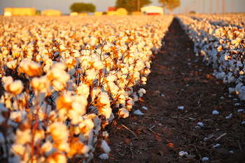 Cotton field - Author Kimberly Vardeman