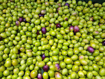 Olive made in Spain