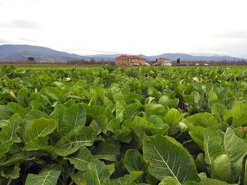 Agricoltura - Photo credit: akiragiulia da Pixabay 