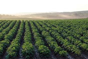 Agricoltura - Photo credit: Foto di Henry Gartley da Pixabay 