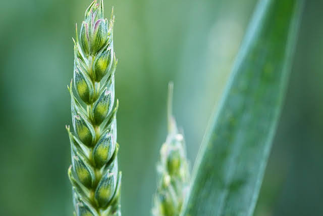 Agricoltura - Photo credit: PublicDomainPictures da Pixabay