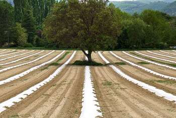 Agricoltura - Photo credit: Foto di Yves Bernardi en Pixabay